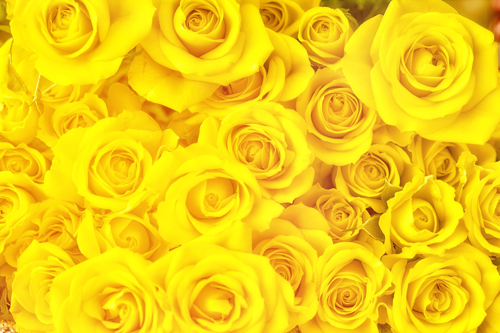 Bouquet of yellow roses full frame photography
